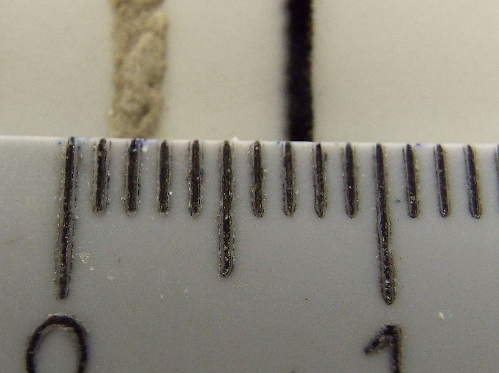 Chironomidae: ...cfr. Chironomus sp.